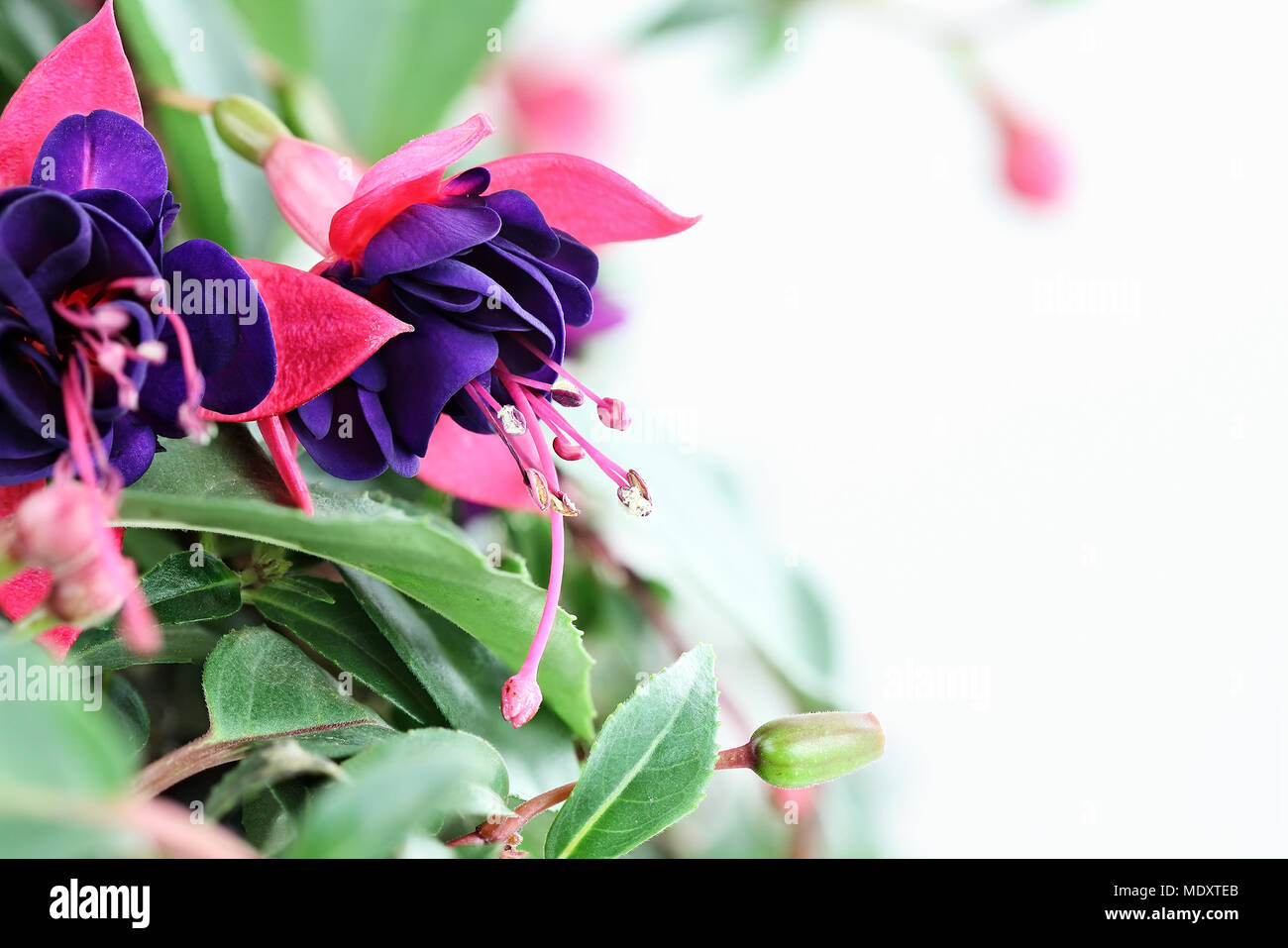 Close up of a beautiful Fuchsia plant with copy space. Selective focus with extreme shallow depth of field. Stock Photo