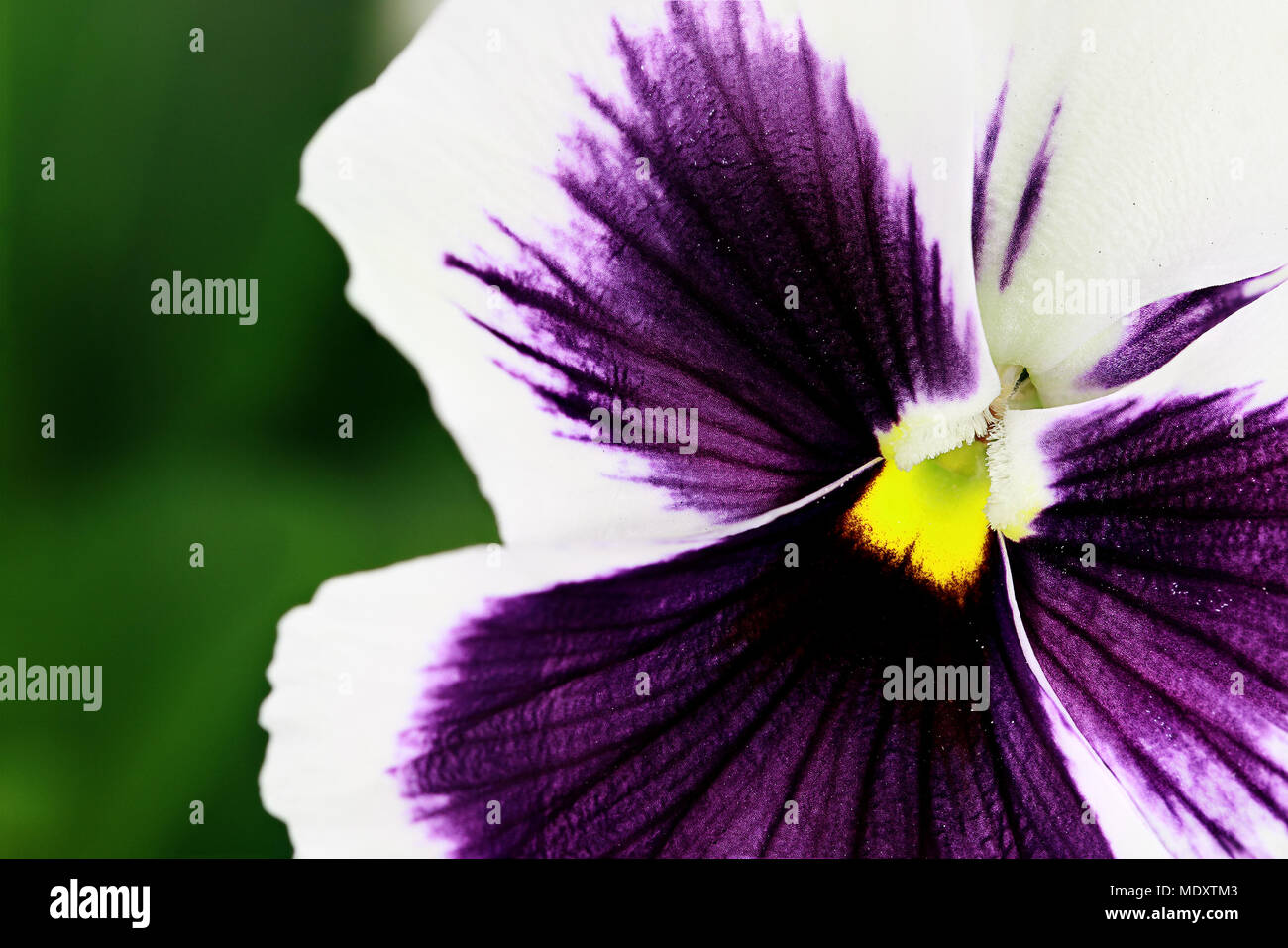 White flower with purple center hires stock photography and images Alamy