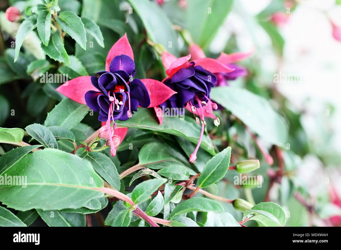 Close up of a beautiful Fuchsia plant. Selective focus with extreme shallow depth of field. Stock Photo