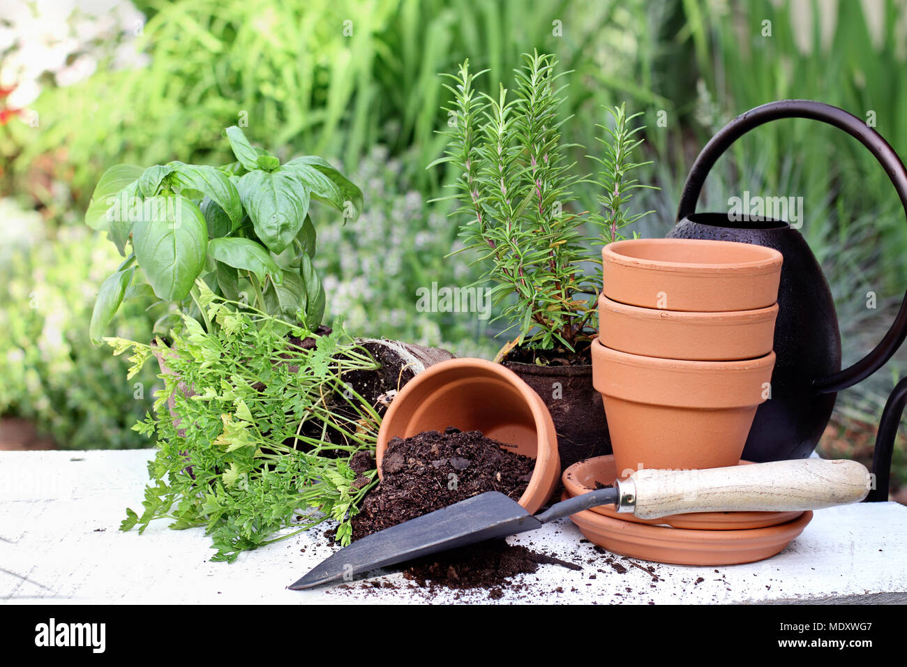Rustic table with terracotta pots, potting soil, trowel and herbs in