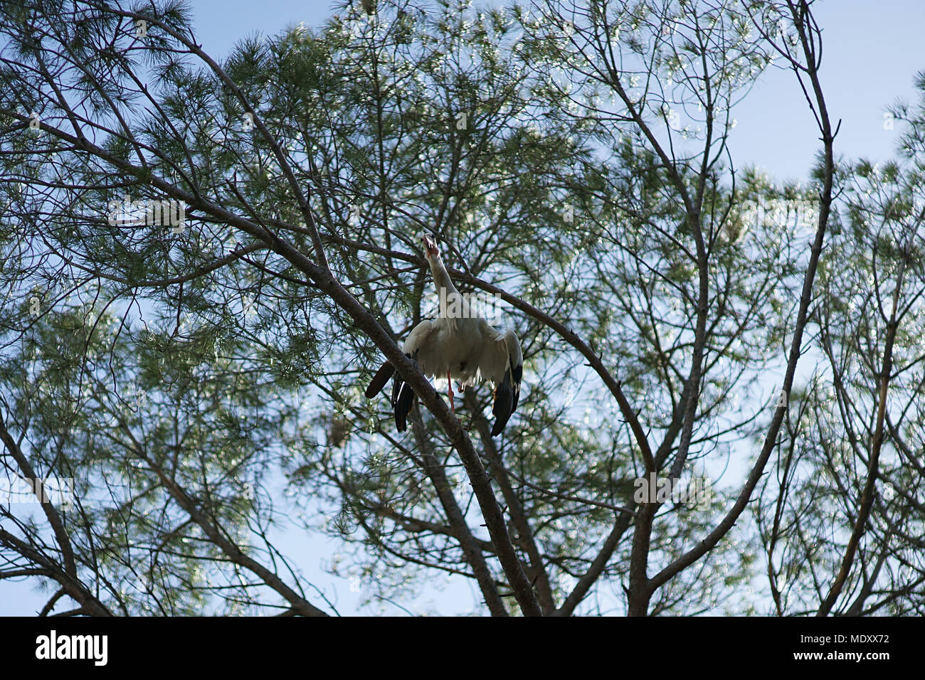 White stork on tree, Zoo of Madrid, Spain Stock Photo