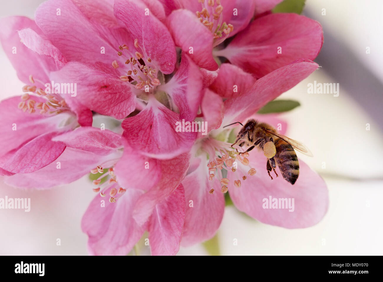 Honey bee covered with pollen Stock Photo - Alamy