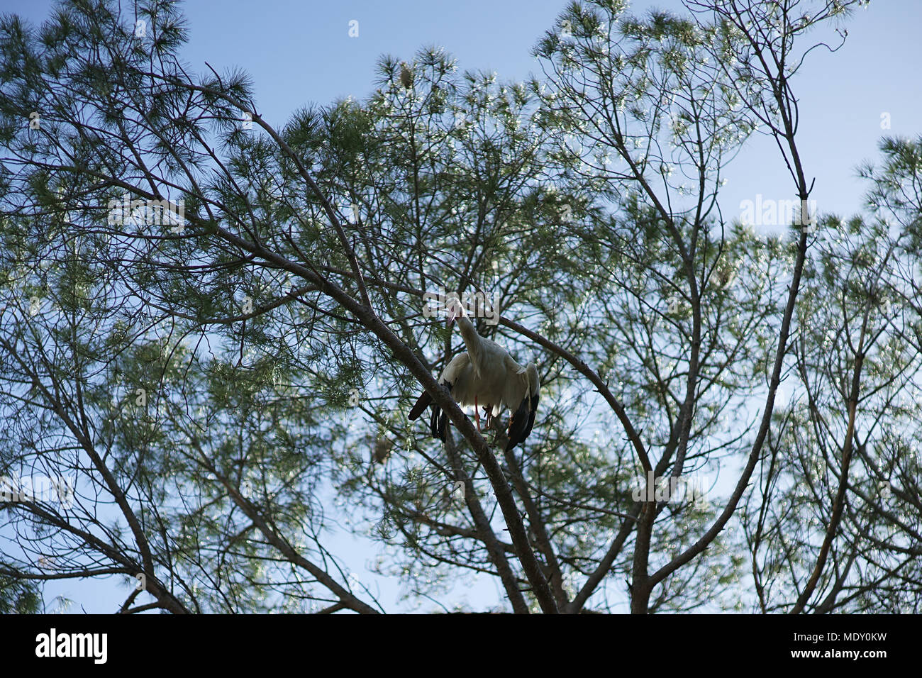 White stork on tree, Zoo of Madrid, Spain Stock Photo