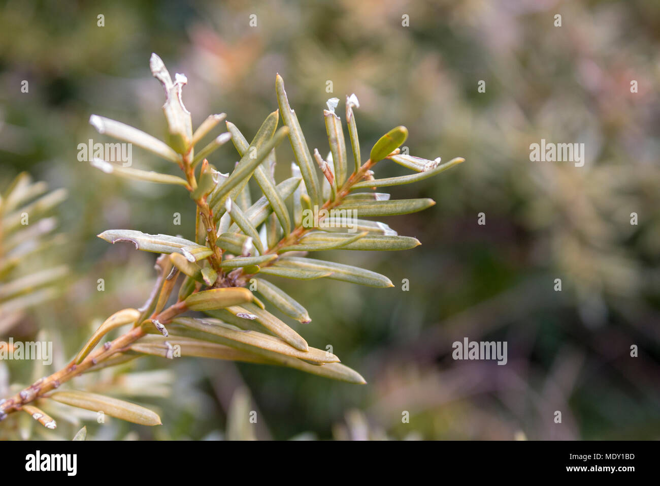 Macro images hi-res stock photography and images - Alamy