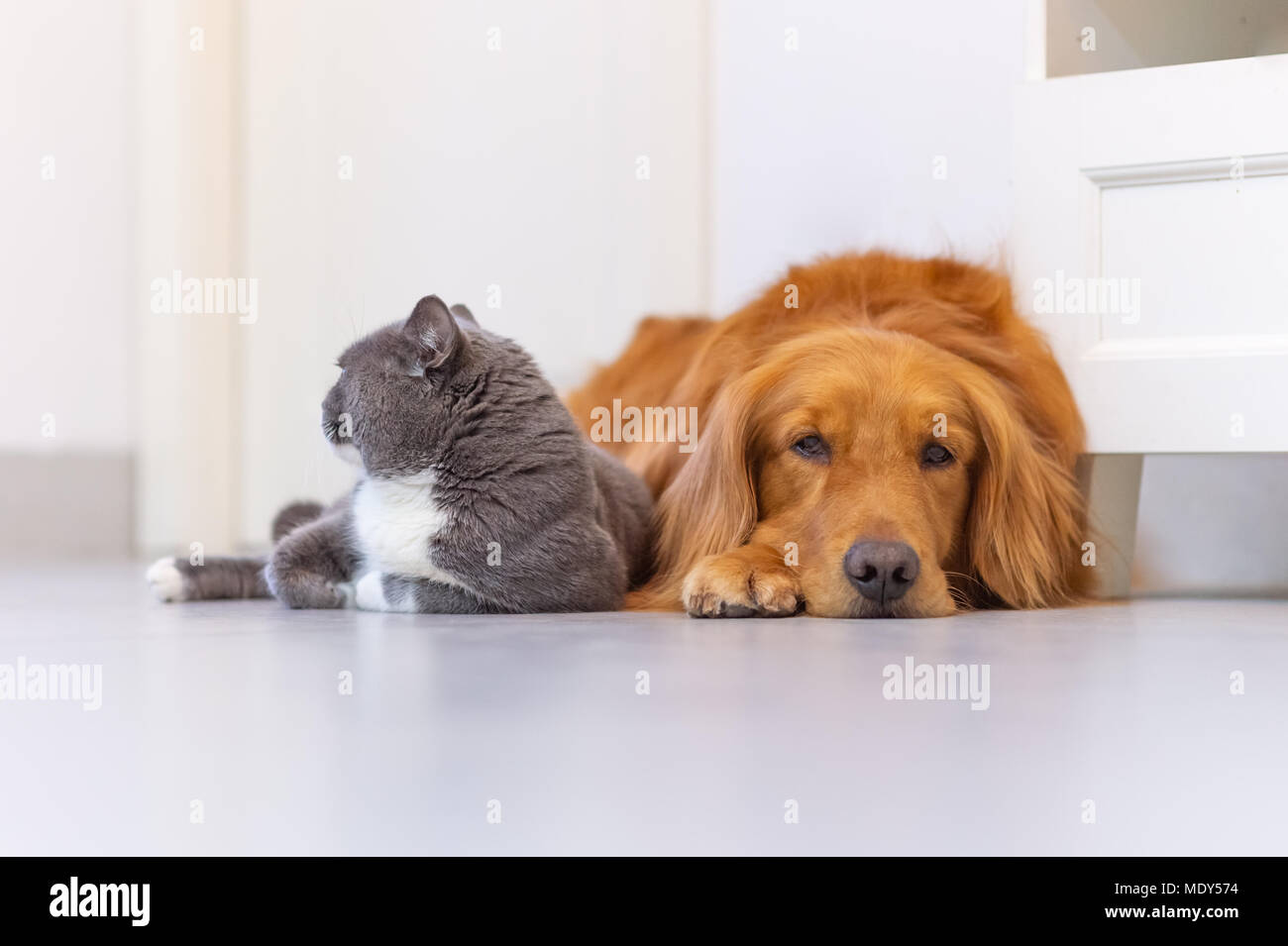 British Short Hair Cat And Golden Retriever Friendly To Get Along