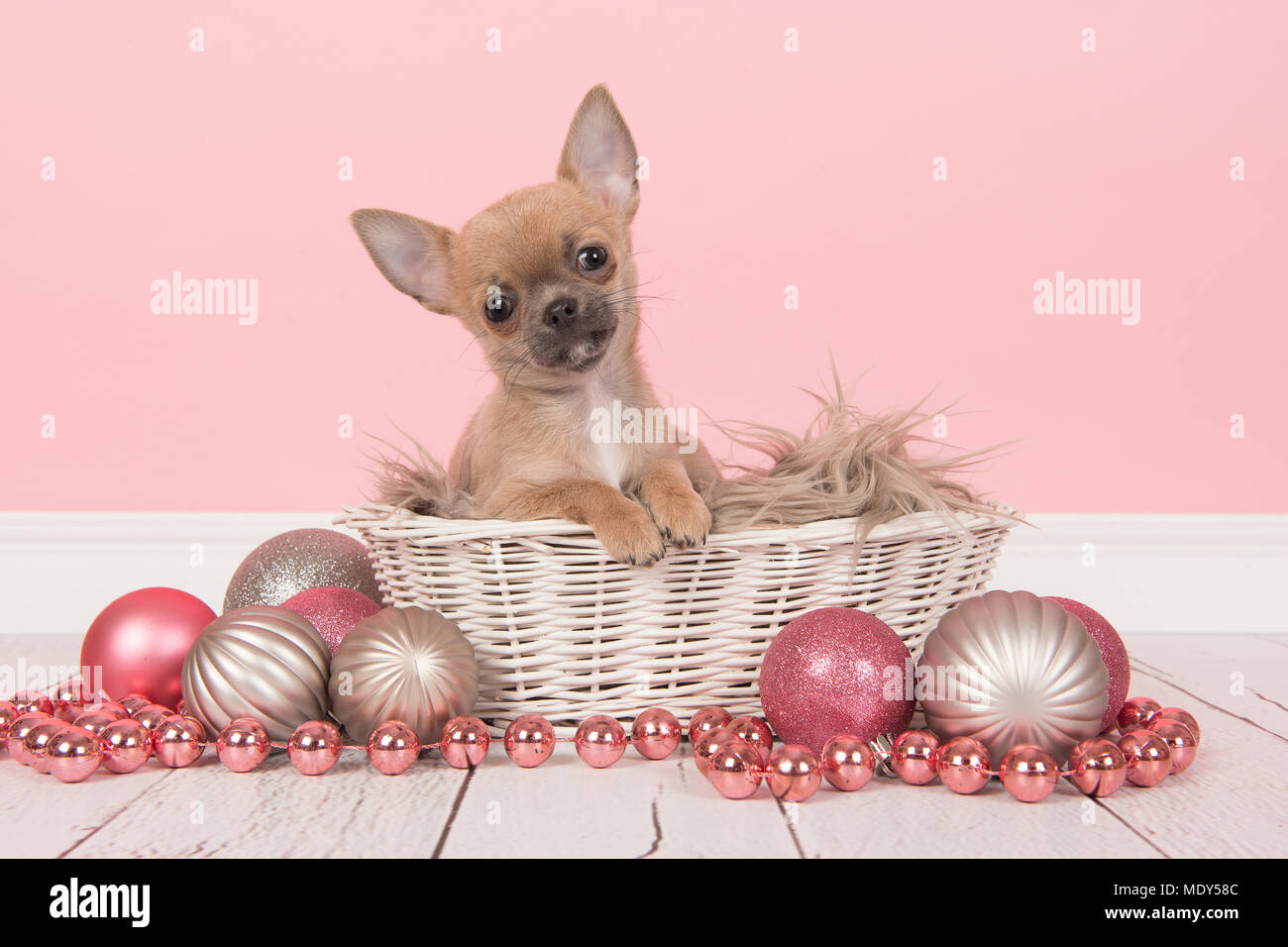 Silver hotsell chihuahua puppies