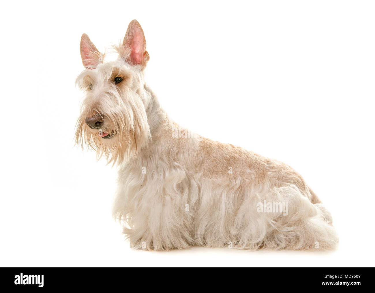 White scottisch terrier dog seen from the side isolated on a white background Stock Photo