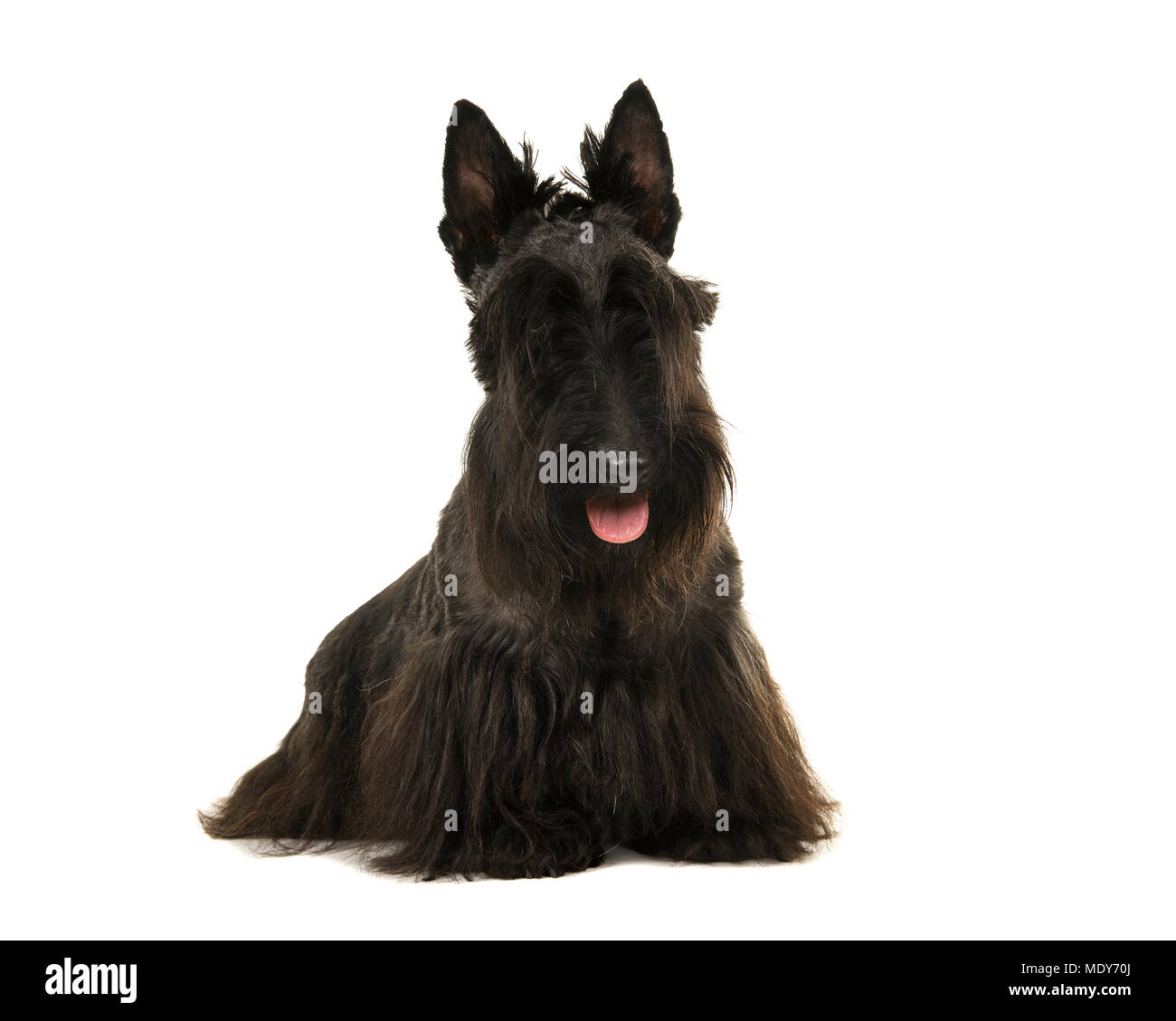 Black scottisch terrier dog looking at the camera with mouth open isolated on a white background Stock Photo