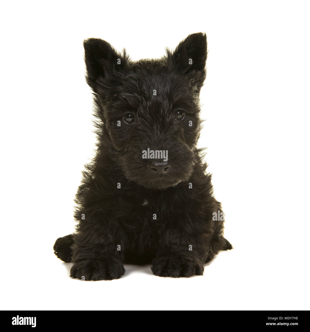 Cute black scottish terrier puppy sitting isolated on a white background Stock Photo