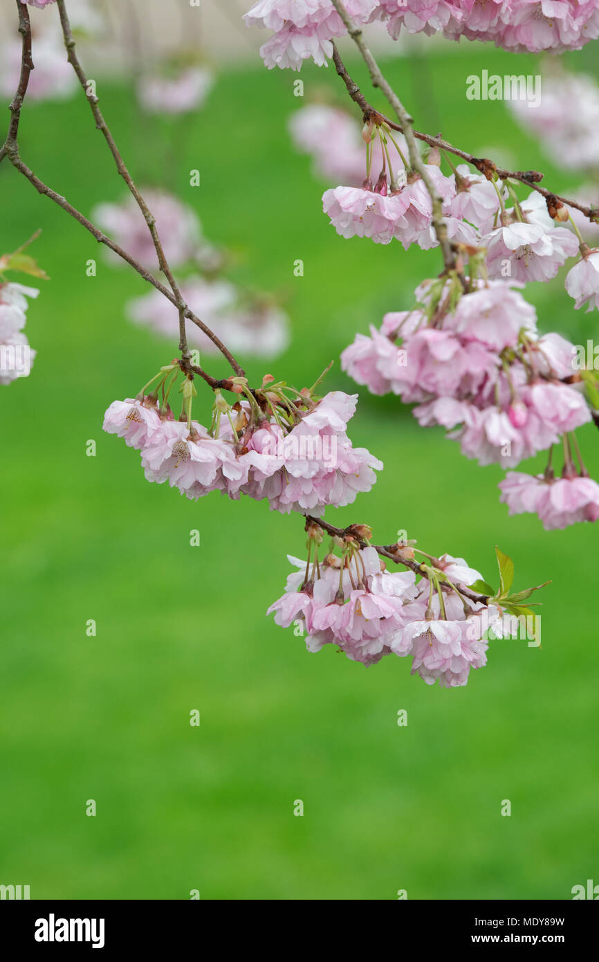 Cherry blossom accolade uk hires stock photography and images Alamy