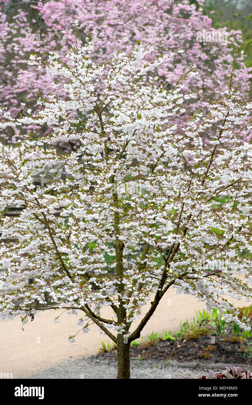 Prunus bride flowering cherry tree hi-res stock photography and images ...