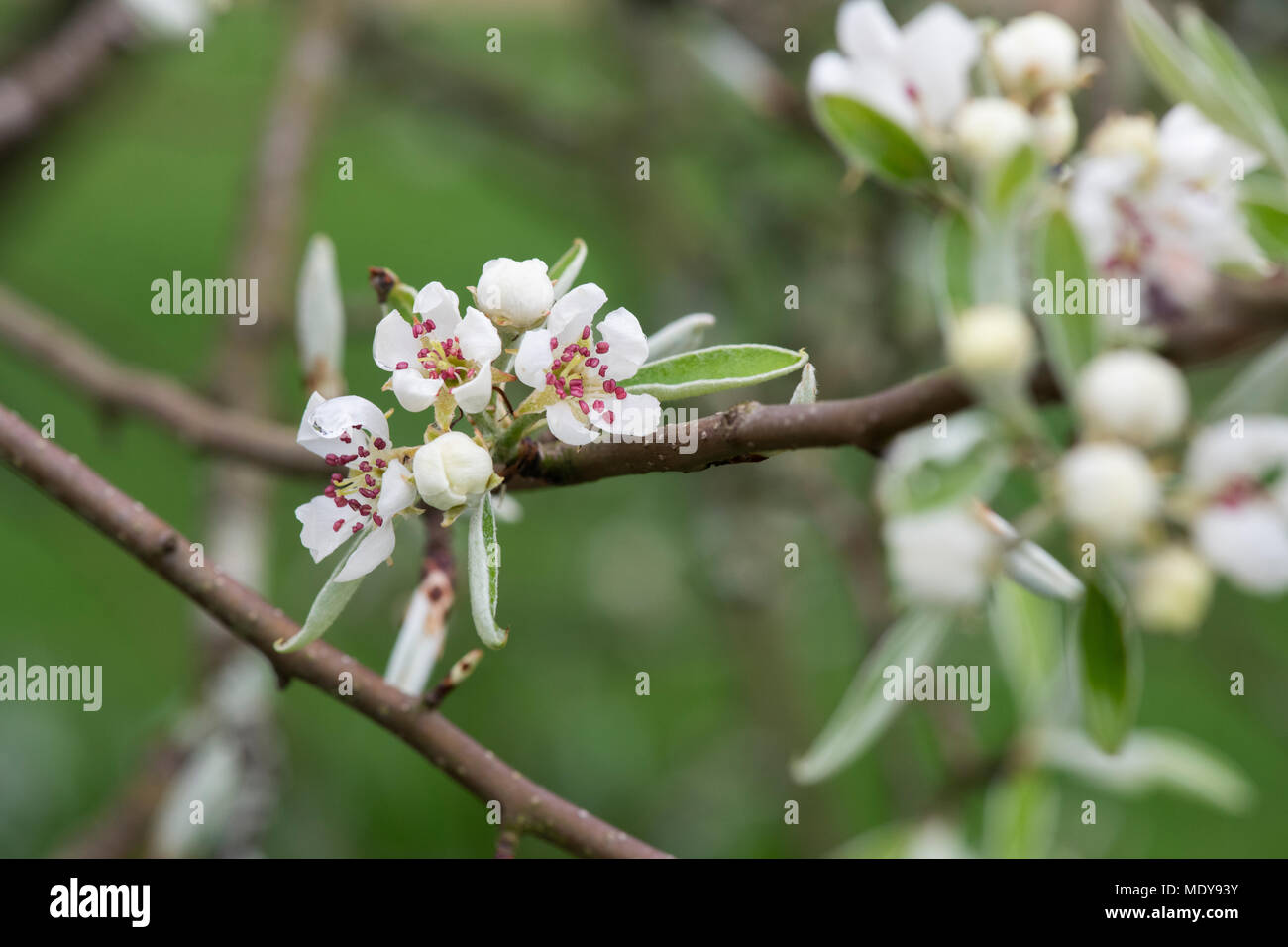 Pyrus elaeagnifolia kotschyana. Weeping Silver Pear tree blossom Stock Photo