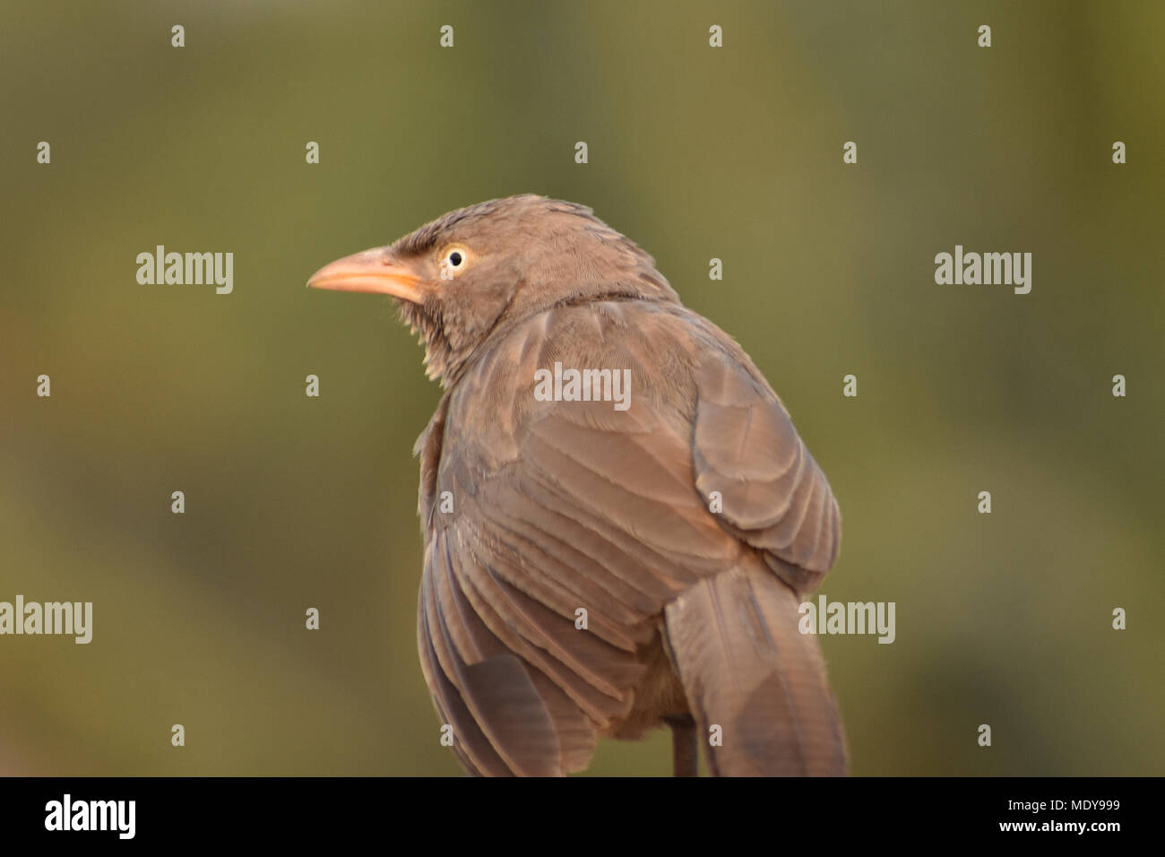 grey colored bird Stock Photo - Alamy