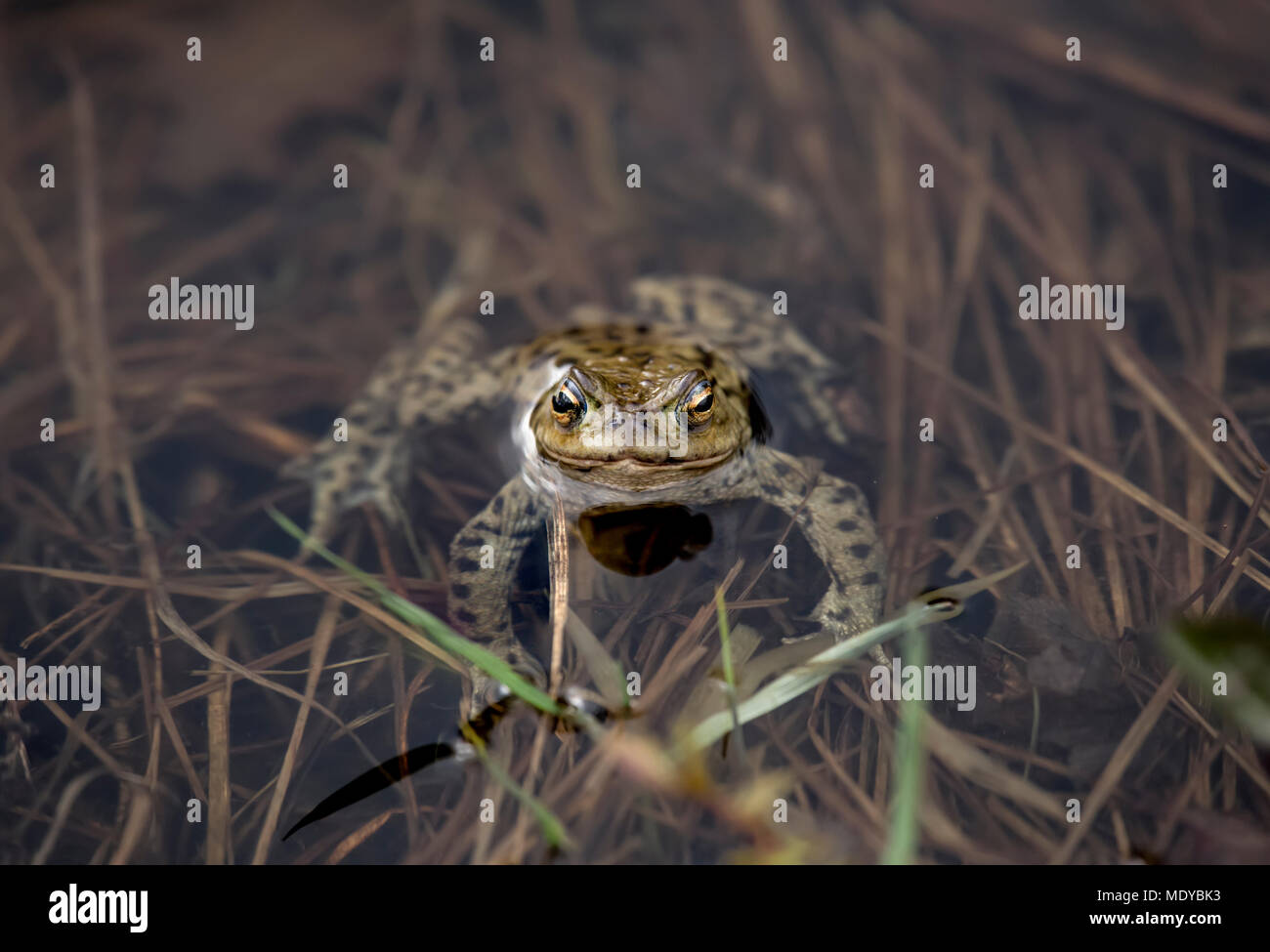 Frog poking its head out of the water Stock Photo: 180696071 - Alamy