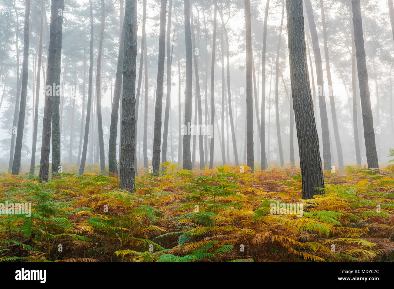 Pine forest on misty morning in autumn in Hesse, Germany Stock Photo