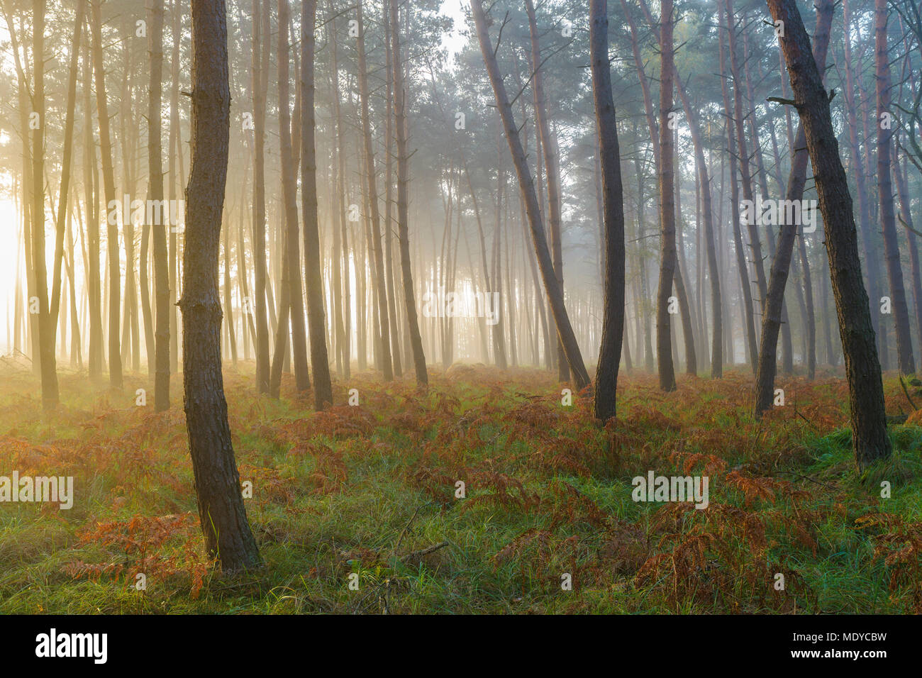 Silhouetted tree trunks in a pine forest on a misty morning at sunrise in autumn in Hesse, Germany Stock Photo