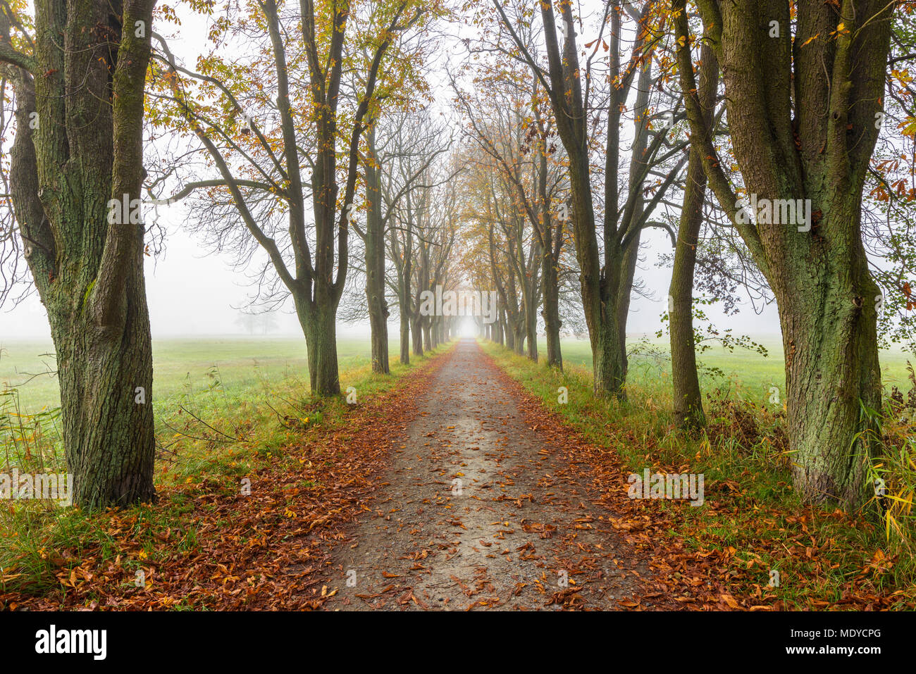 Chestnut tree-lined avenue in autumn in Hesse, Germany Stock Photo