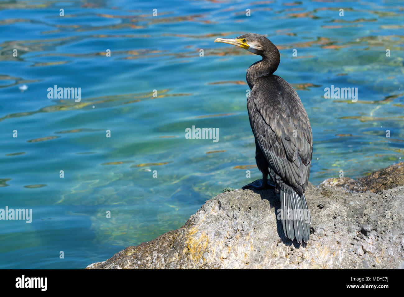 Back view of a Great Black Cormorant (Phalacrocorax carbo) standing on rocks at Lake Garda (Lago di Garda) in Veneto, Italy Stock Photo