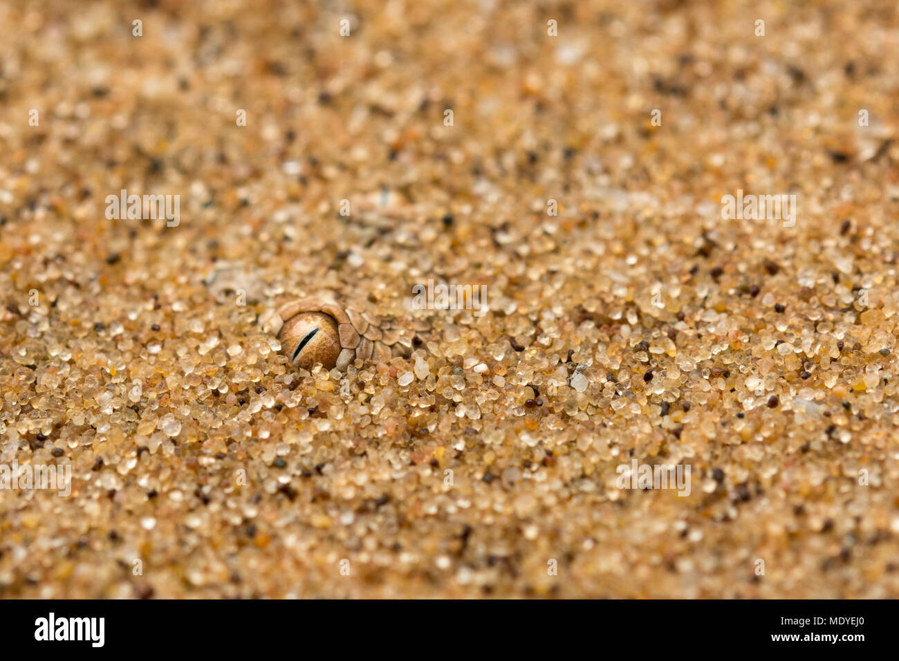 Close-up of a snake eye hidden in the desert sand Stock Photo