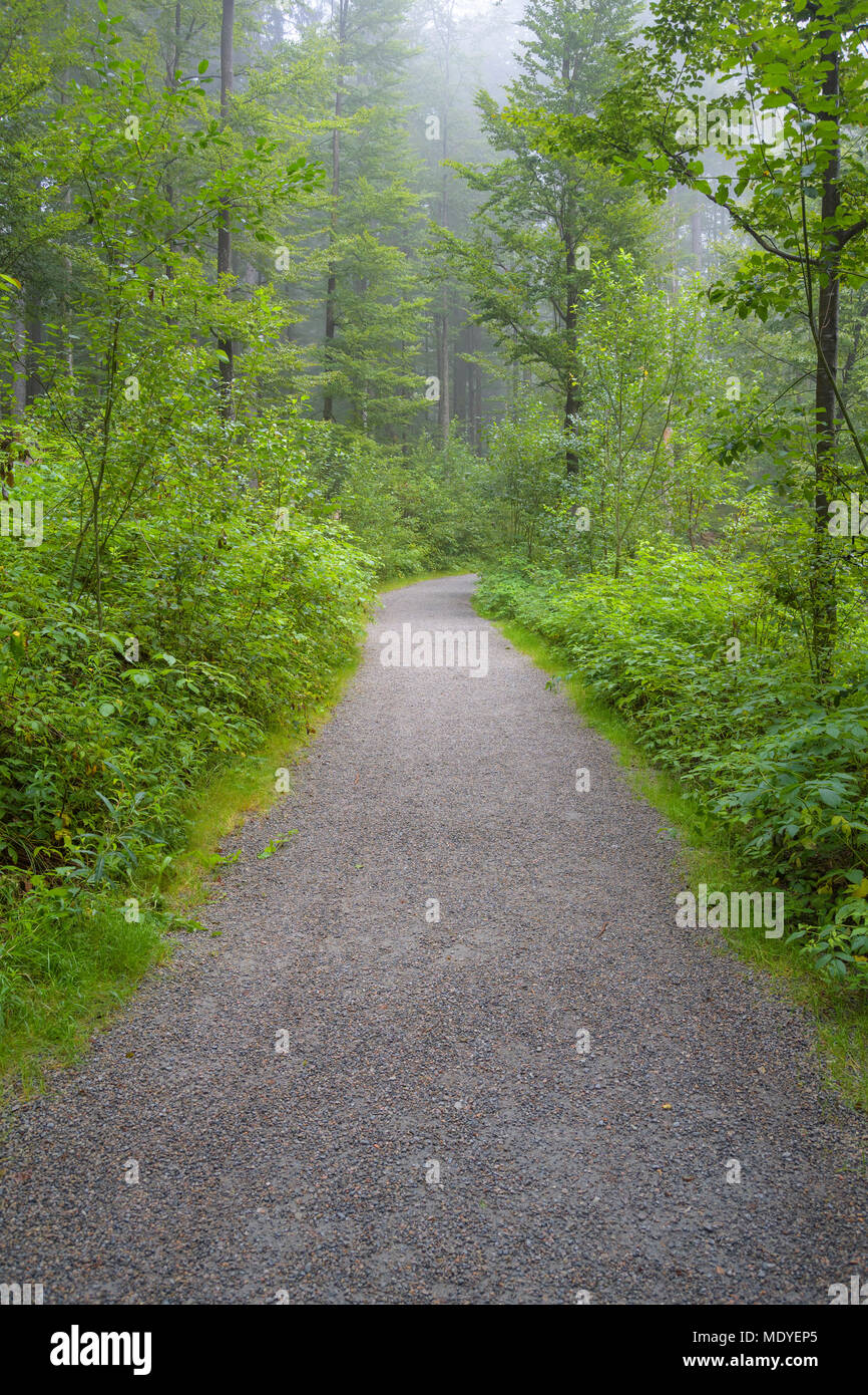 Trail through forest in the morning at Neuschoenau in the Bavarian Forest National Park, Bavaria, Germany Stock Photo