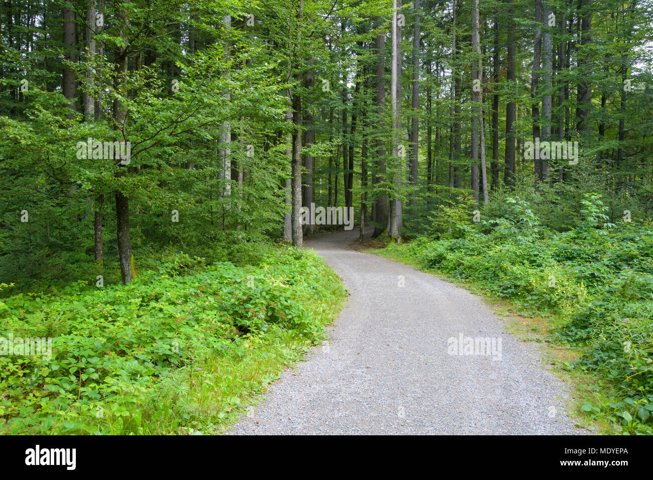 Trail through forest in the morning at Neuschoenau in the Bavarian Forest National Park, Bavaria, Germany Stock Photo