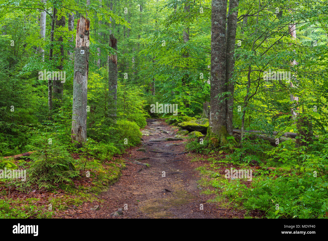 Trail through forest after rain at Waldhauser in the Bavarian Forest National Park in Bavaria, Germany Stock Photo