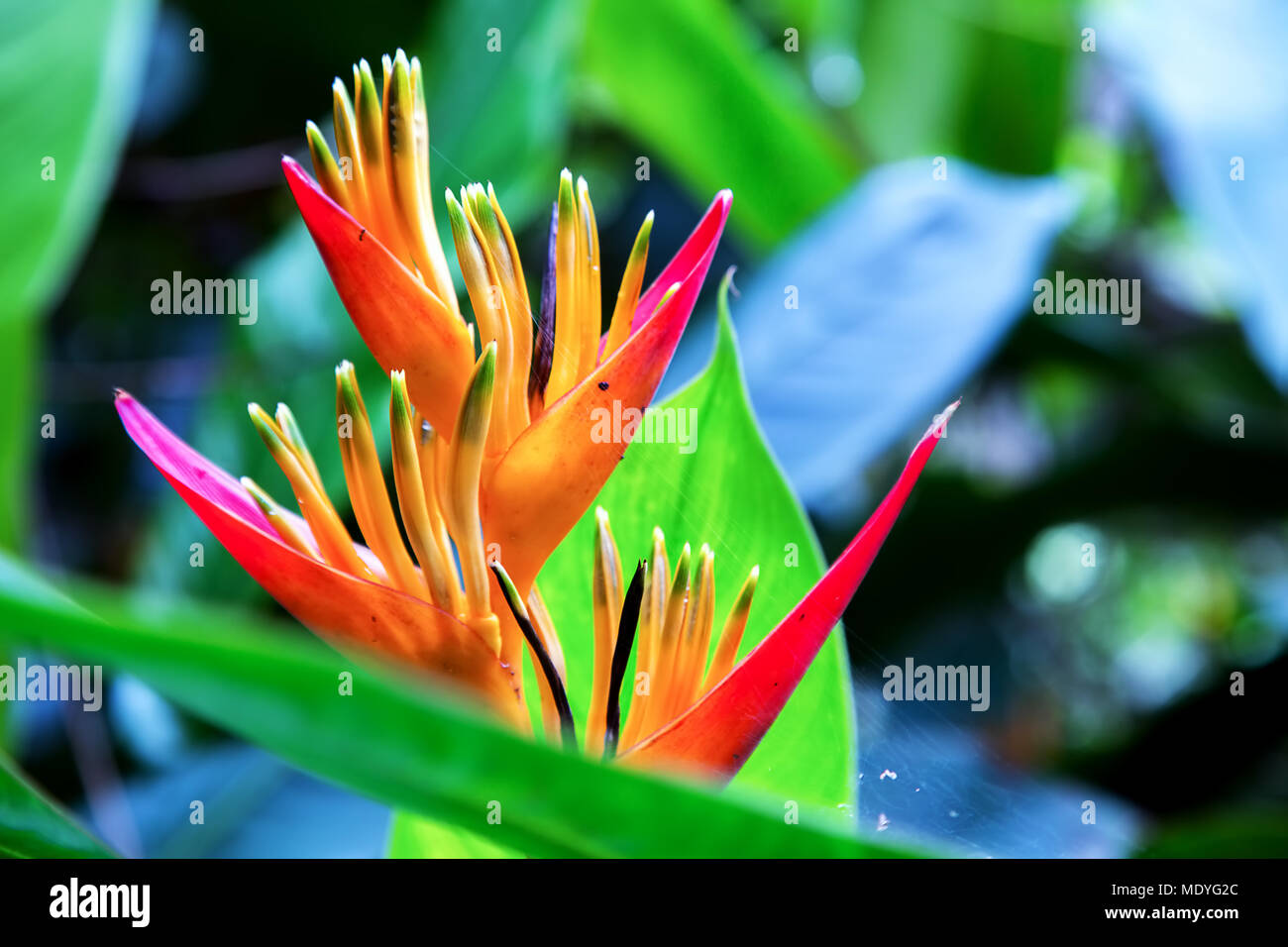 The heliconia flower really looks like flames Stock Photo Alamy