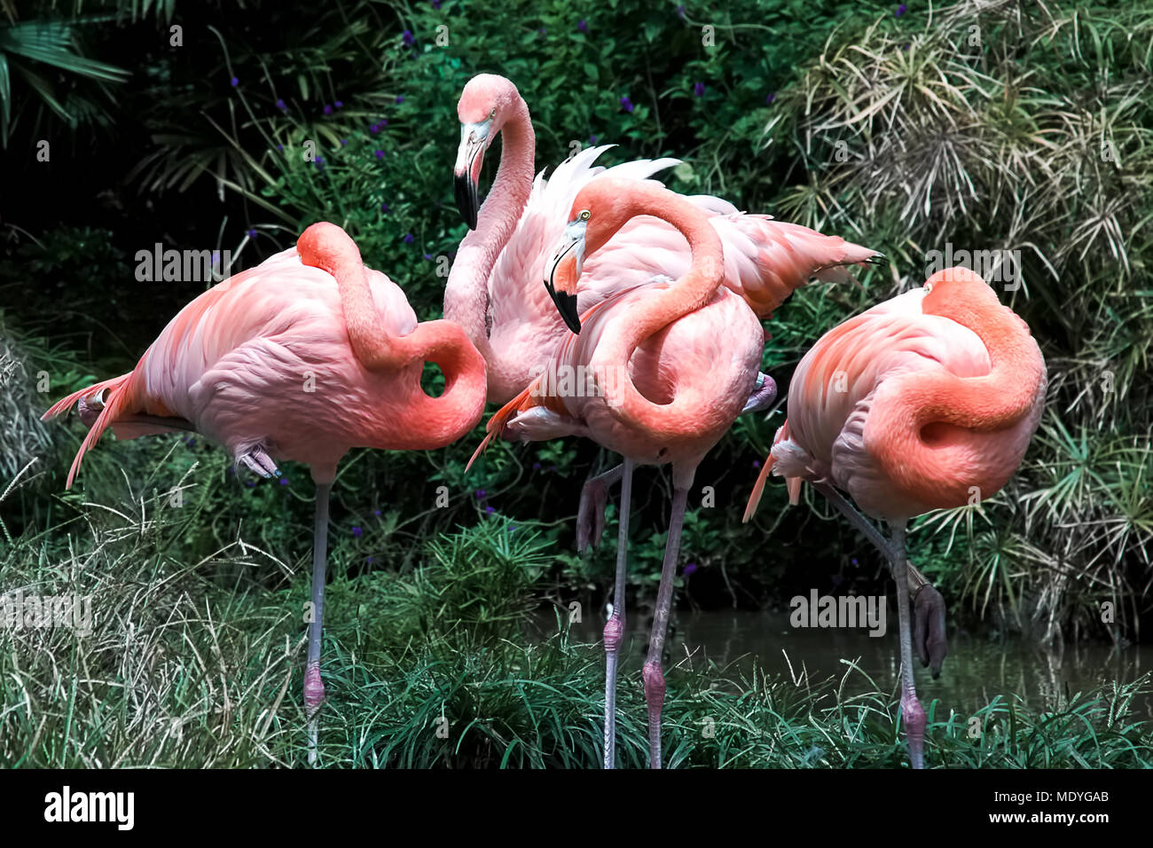 A group of flamiingoes rest in odd positions near a pond. Stock Photo