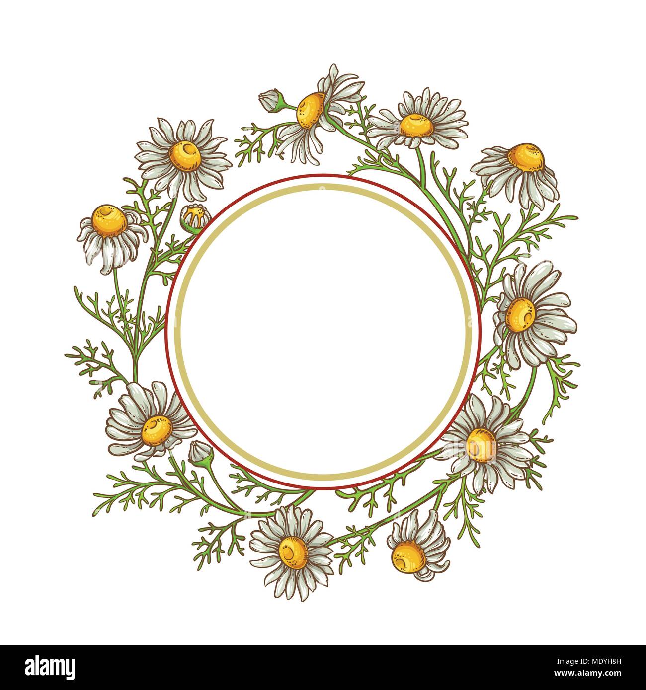 chamomile flower vector frame on white background Stock Vector