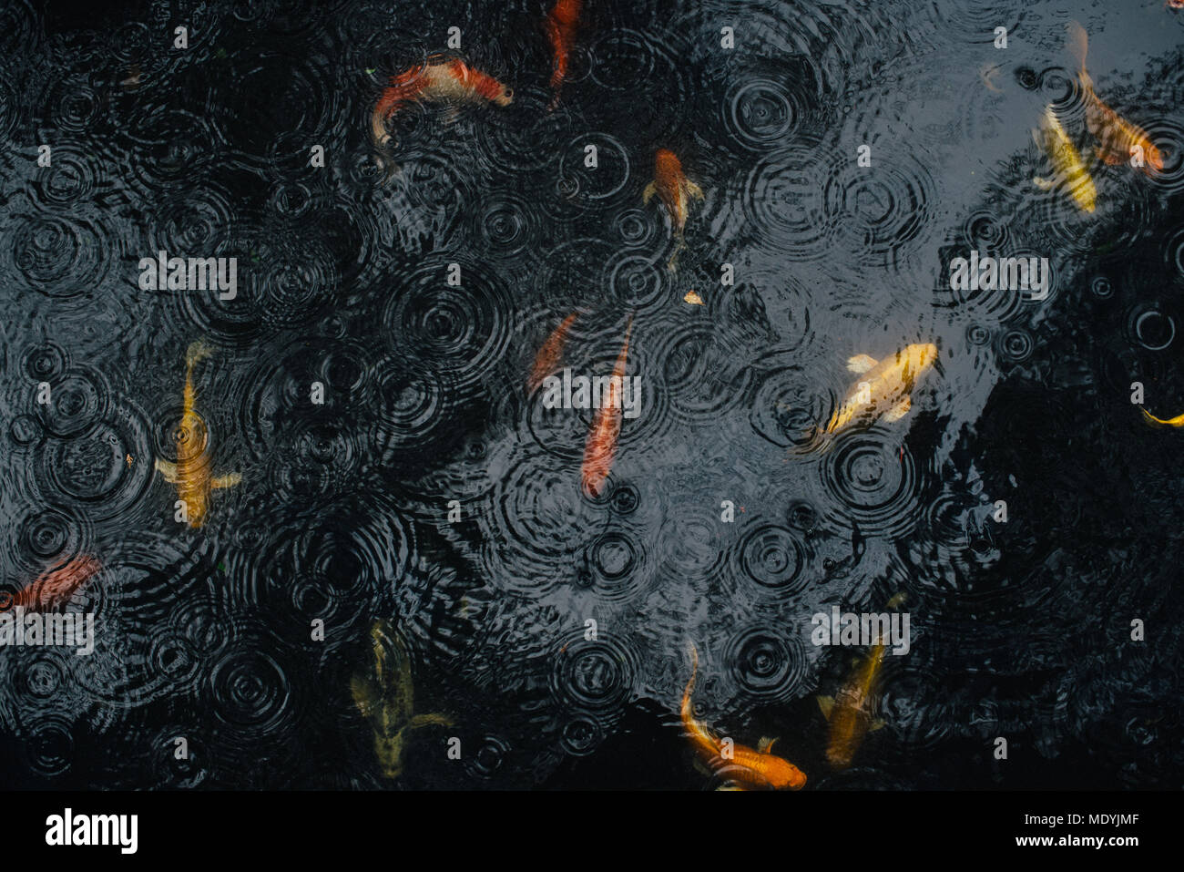 koi fish pond in the rain Stock Photo Alamy