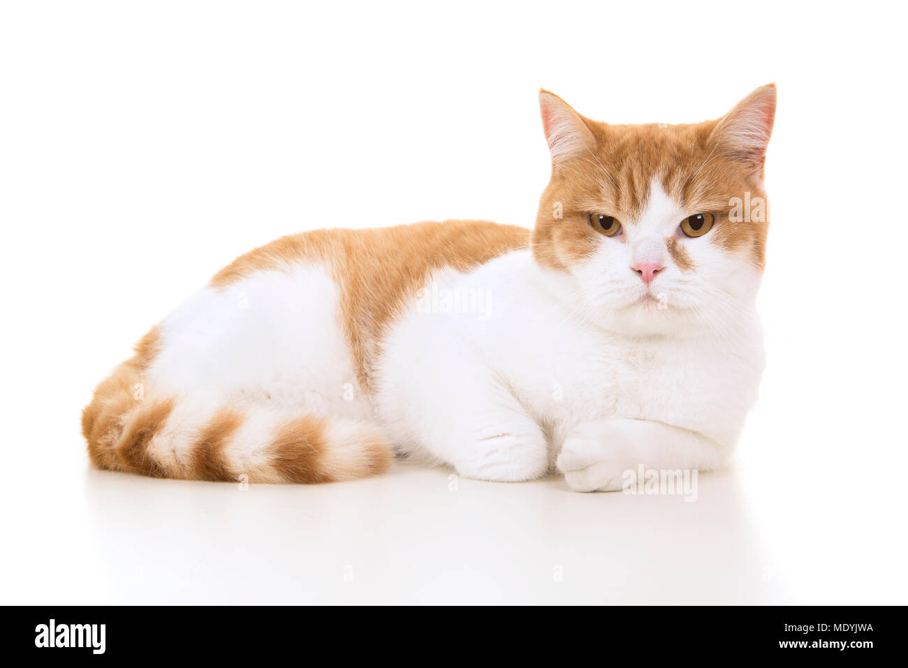 Red and white british shorthair cat seen from the side lying down on a white background Stock Photo