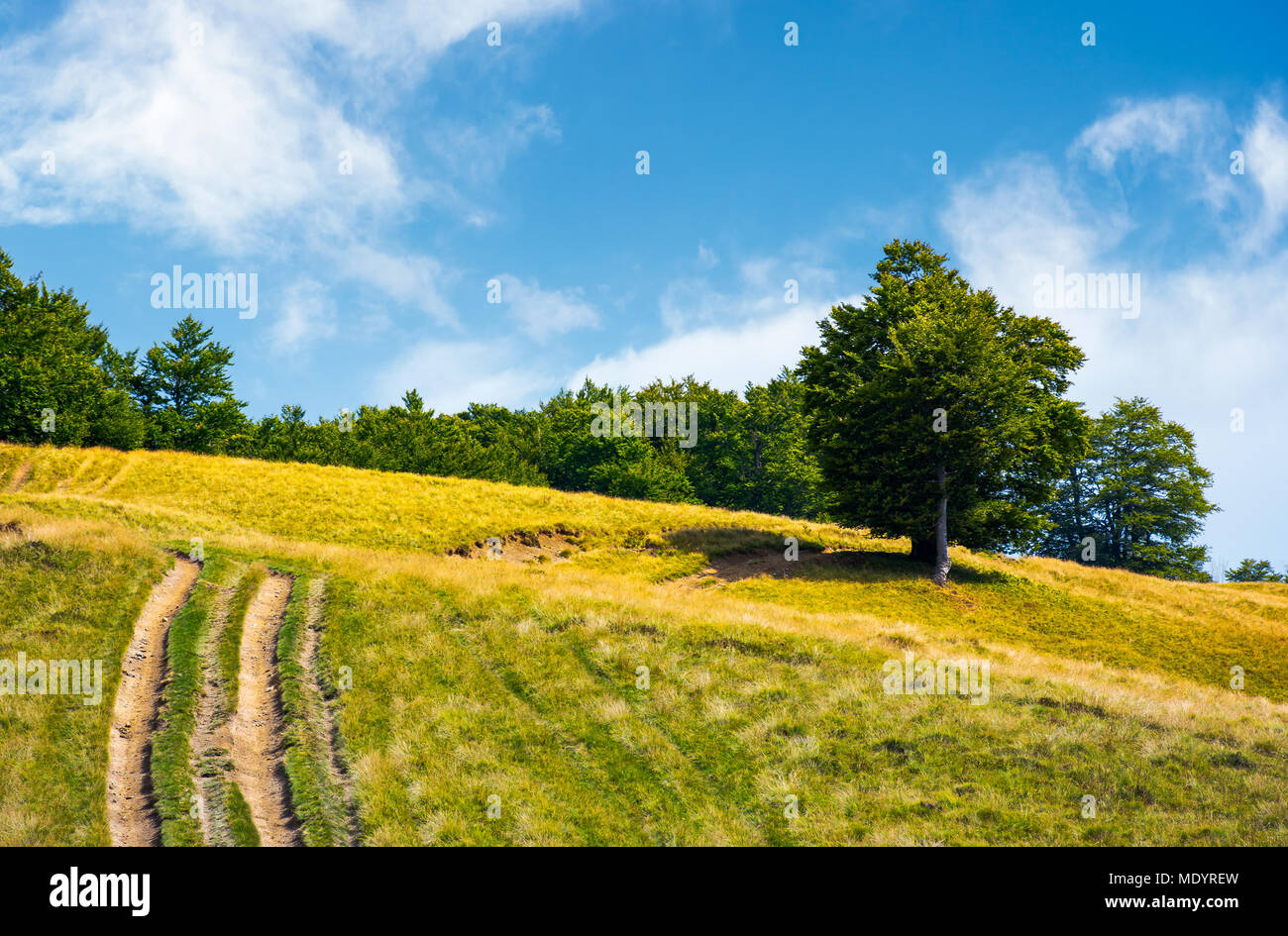 Nice path in summer forest hi-res stock photography and images - Alamy