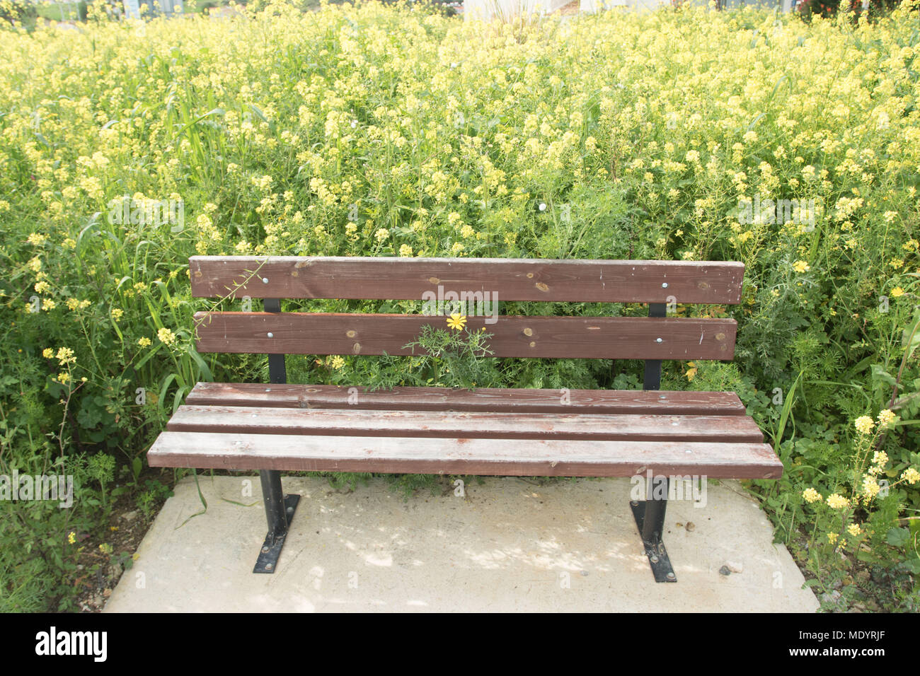 Bench in rape seed flower field, Polis, Cyprus, Mediterranean Stock ...