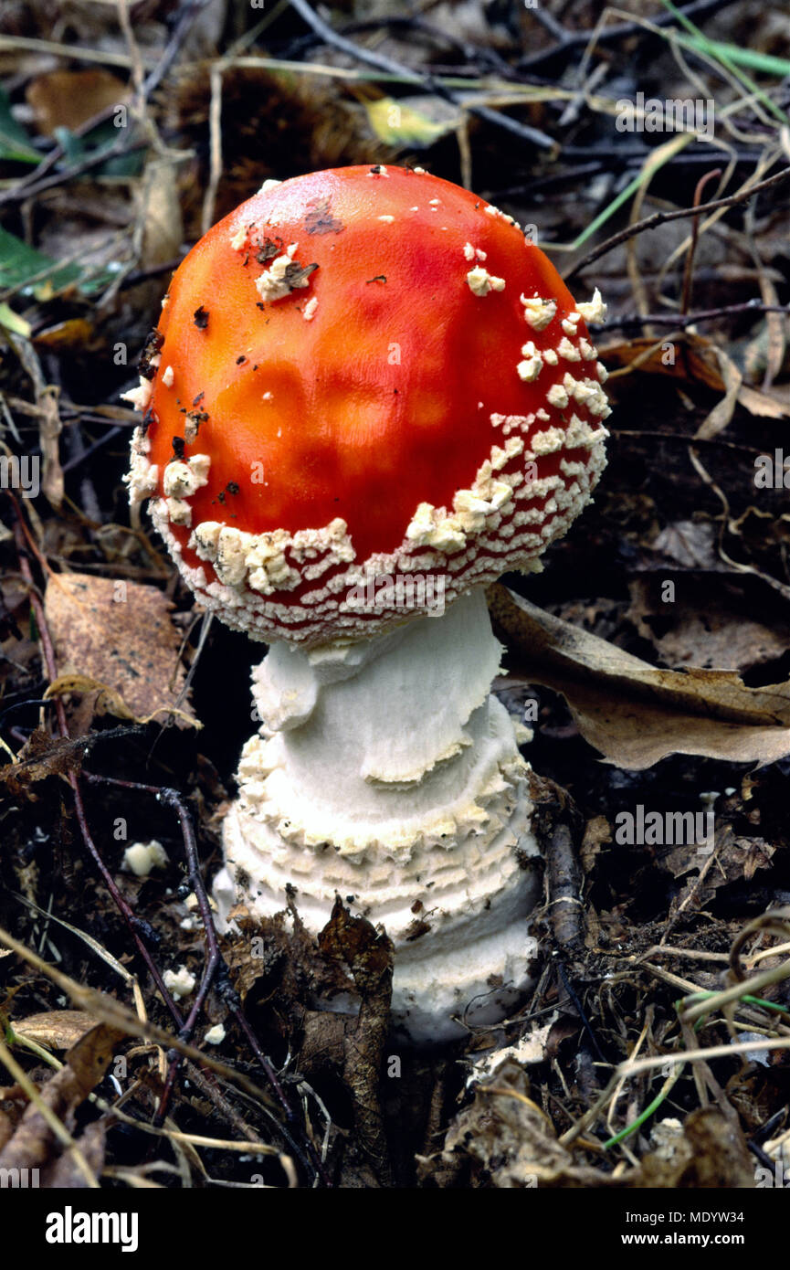 Amanita muscaria in the woods of Mindino in autumn. Stock Photo