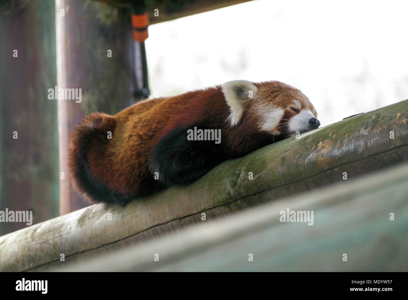 Panda protection hires stock photography and images Alamy