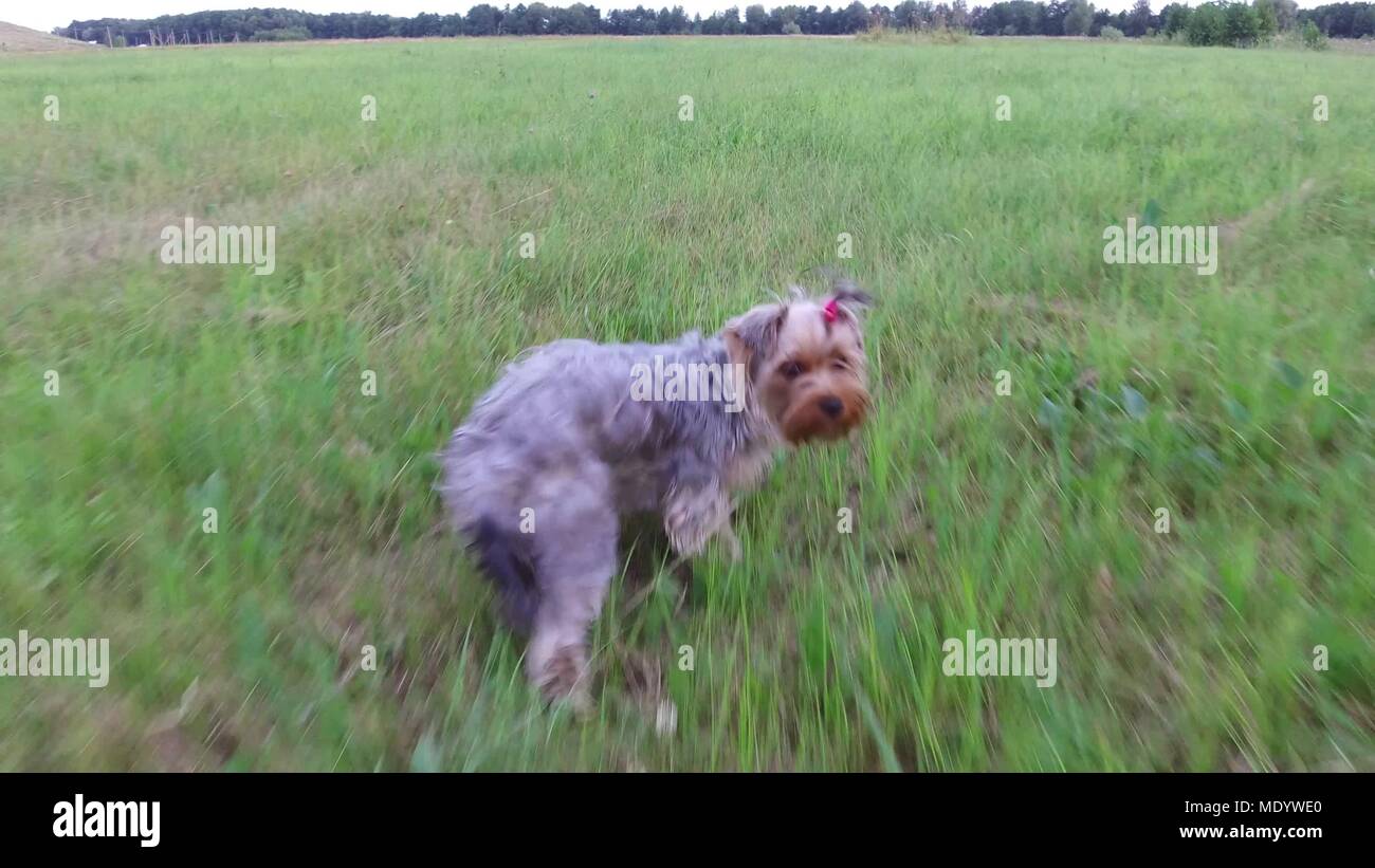 Yorkshire Terrier the dog runs along the grass motion video steadicam shot Stock Photo