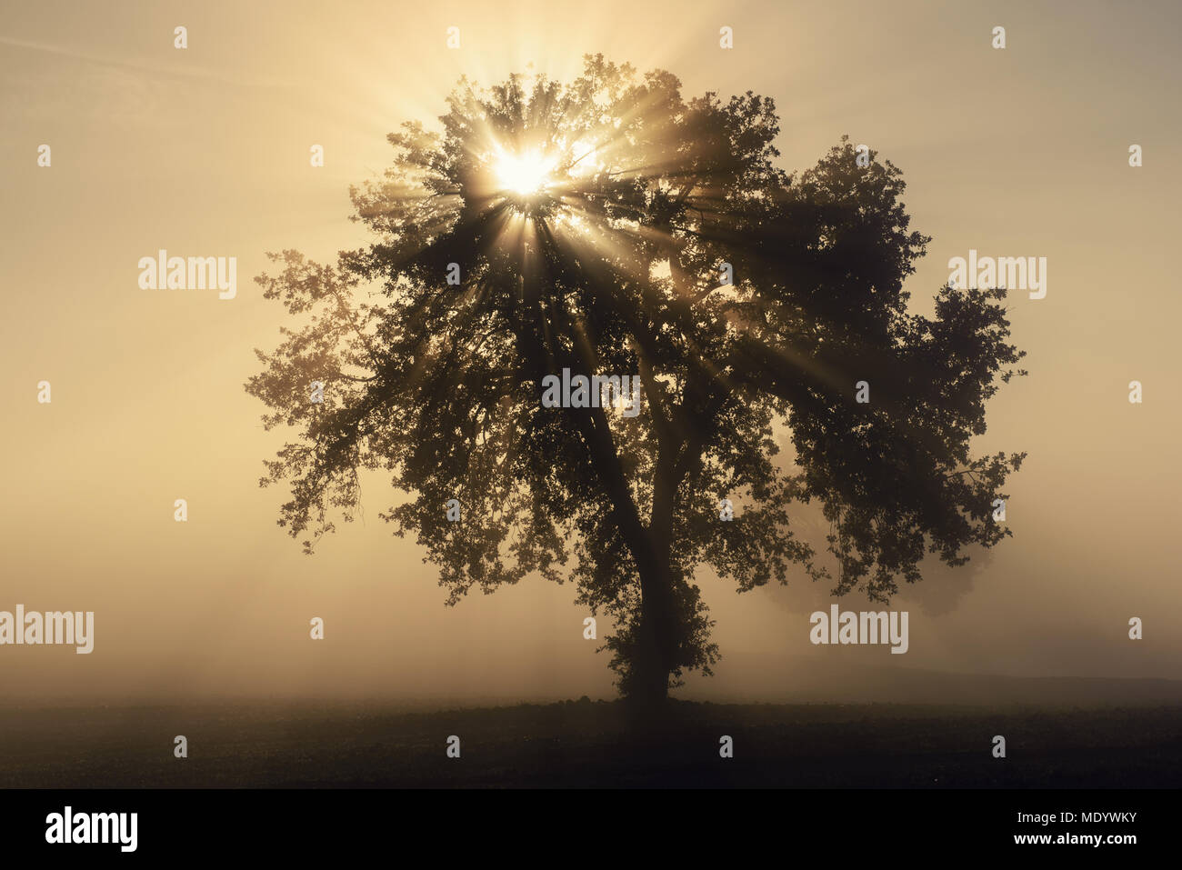 Single tree in the fog Stock Photo - Alamy