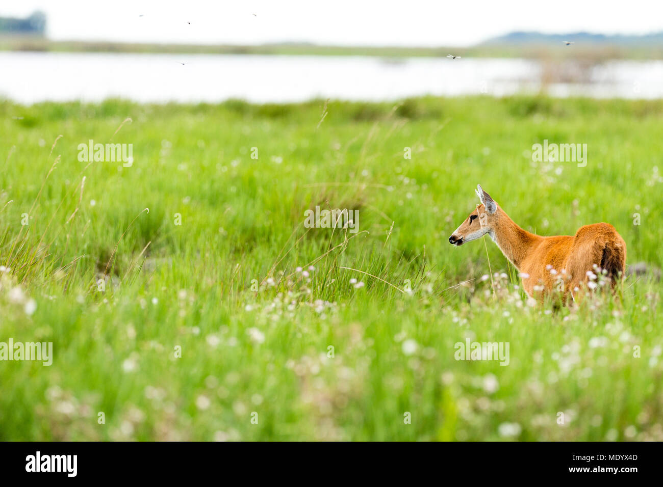 Female Marsh Deer (Blastocerus dichotomus Stock Photo Alamy