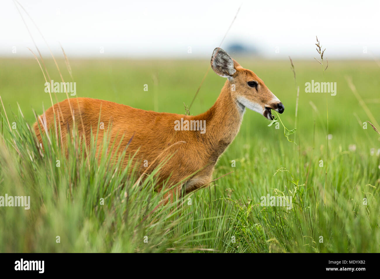 Female Marsh Deer (Blastocerus dichotomus) Stock Photo