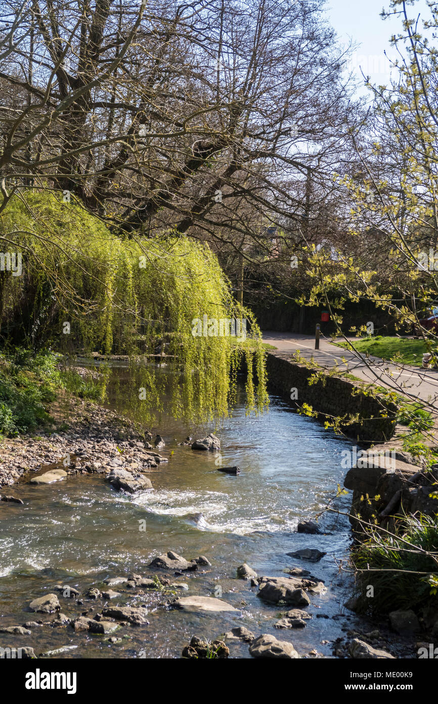 A willow tree overhanging the River Sid as it flows through the Byes, Sidmouth.The Sid is one of England's shortest rivers, 6 miles long. Stock Photo