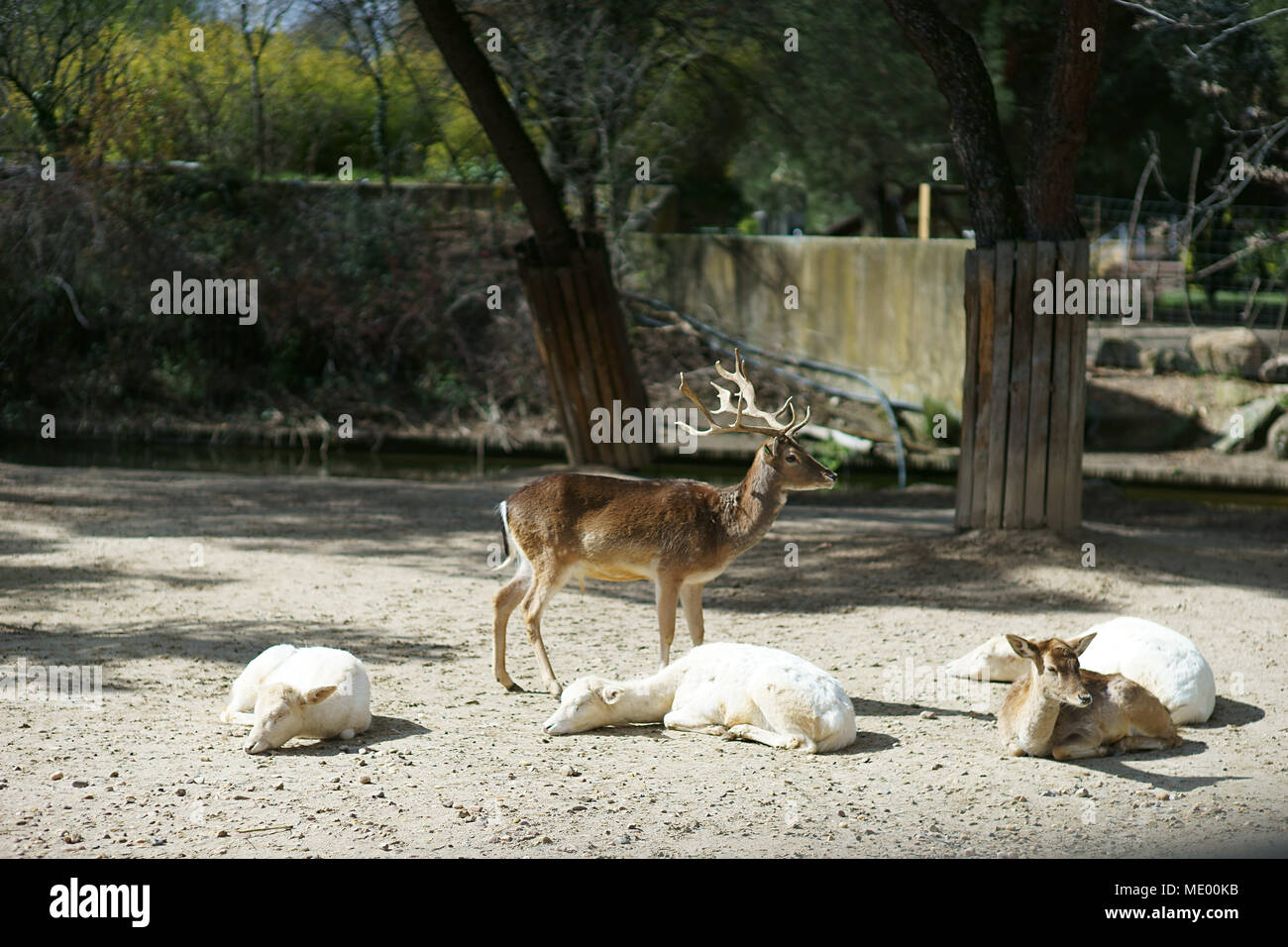 Fallow deers (dama dama) in Zoo of Madrid, Spain Stock Photo