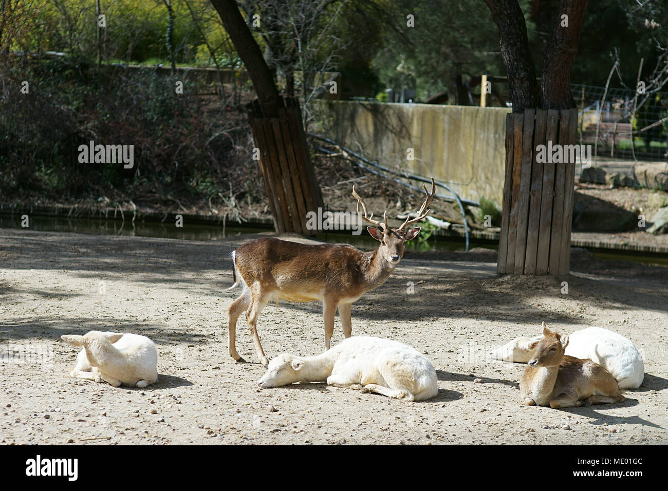 Fallow deers (dama dama) in Zoo of Madrid, Spain Stock Photo