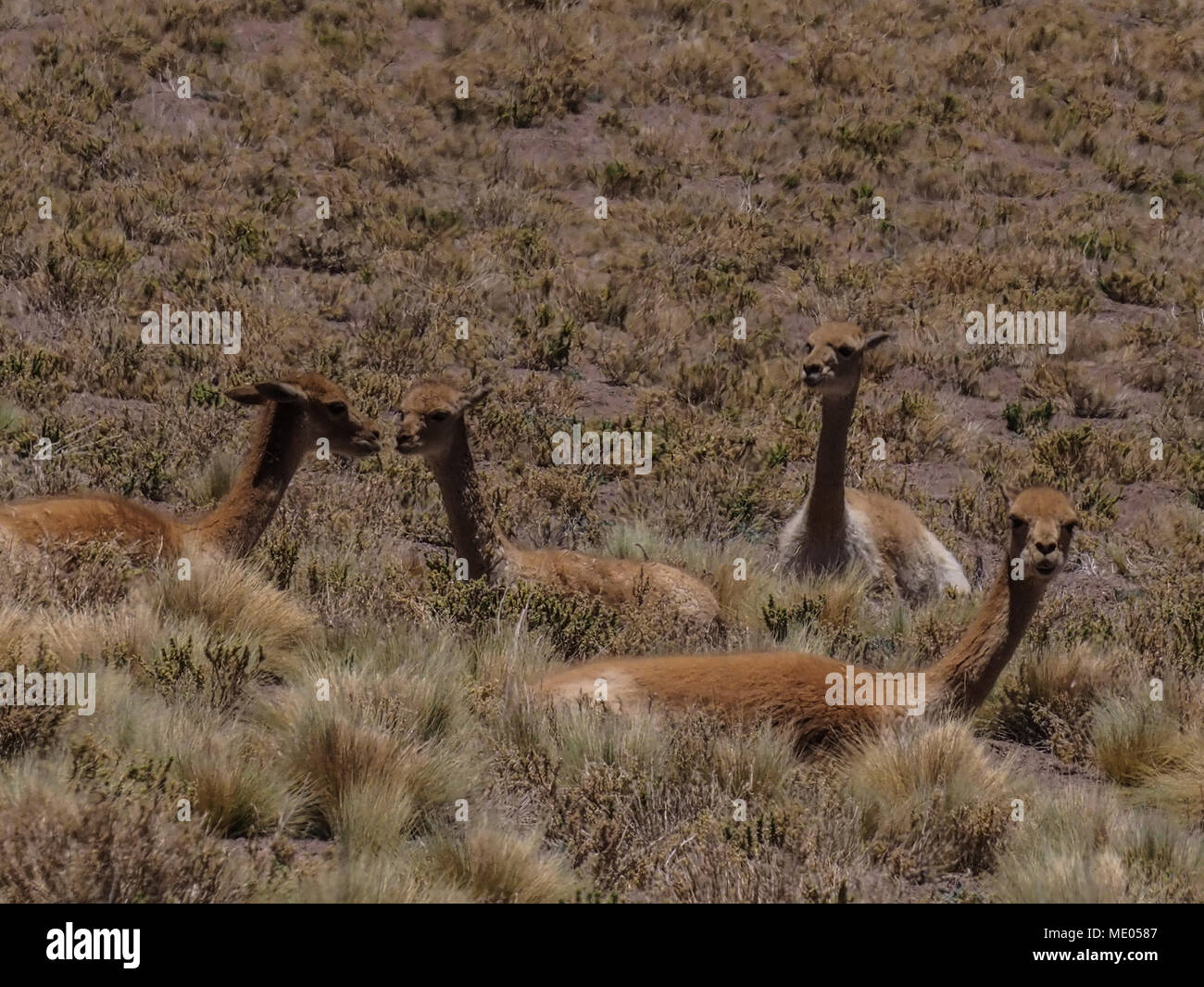 Vicunas lie between dry shrubs in the picturesque landscape of the Atacama Desert near San Pedro de Atacama, Chile, South America. Stock Photo