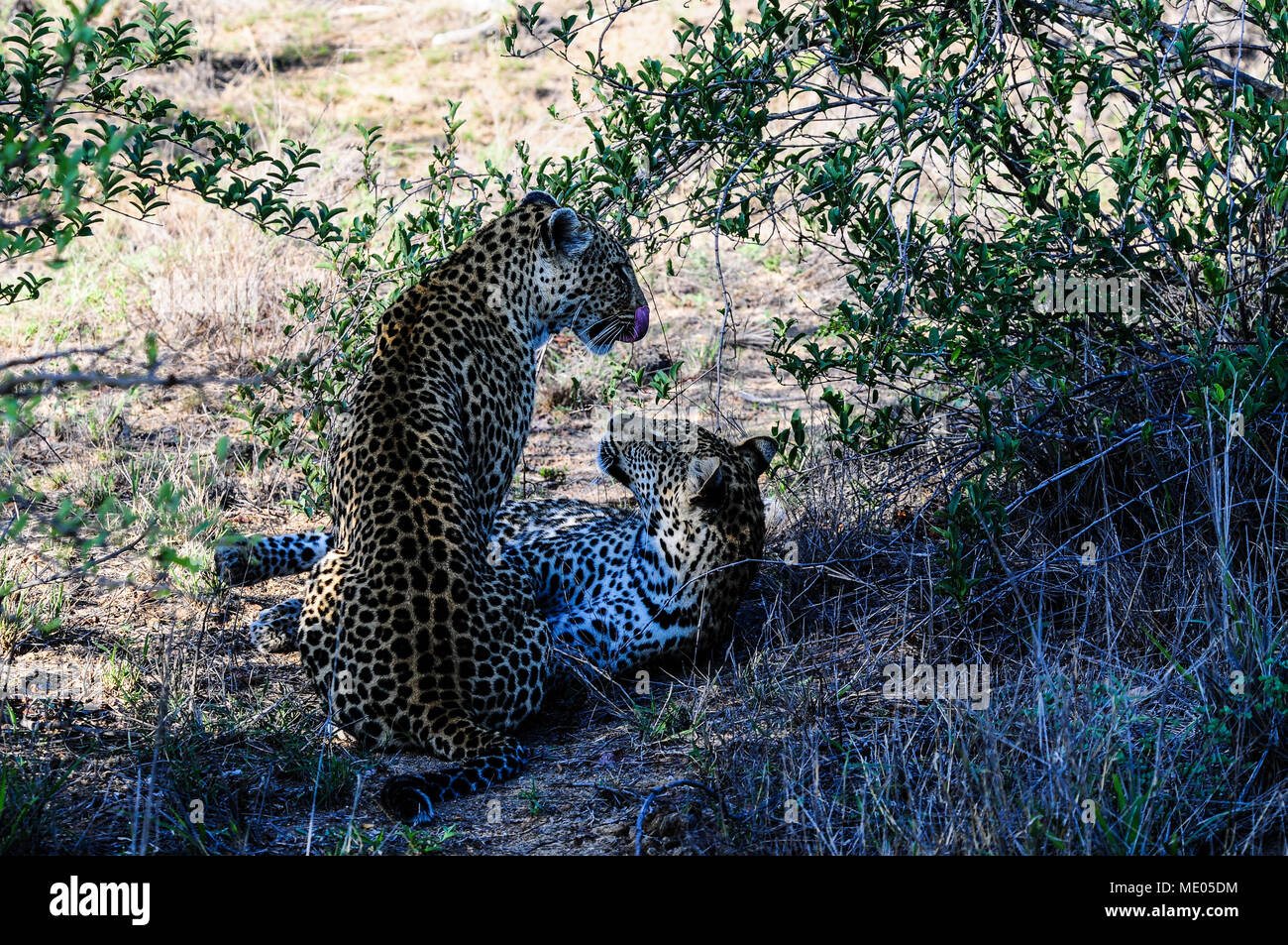 Leopards - mother and son - resting in the shadow in nature reserve, Kruger Park, South Africa Stock Photo