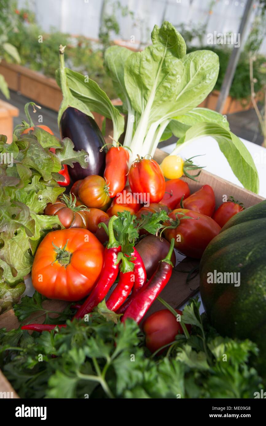 vegetables from the vegetable garden, tomatoes, eggplants, Sweet pepper, chards, parsley, salad, Marmande tomato, vegetables, organic Stock Photo