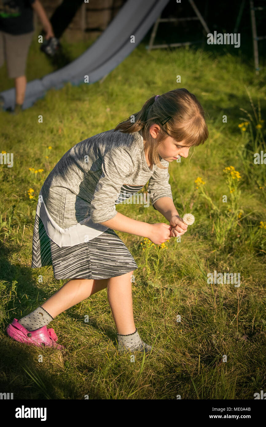 Pretty girl picking dandelions on the lawn of her house; play structure in the background Stock Photo