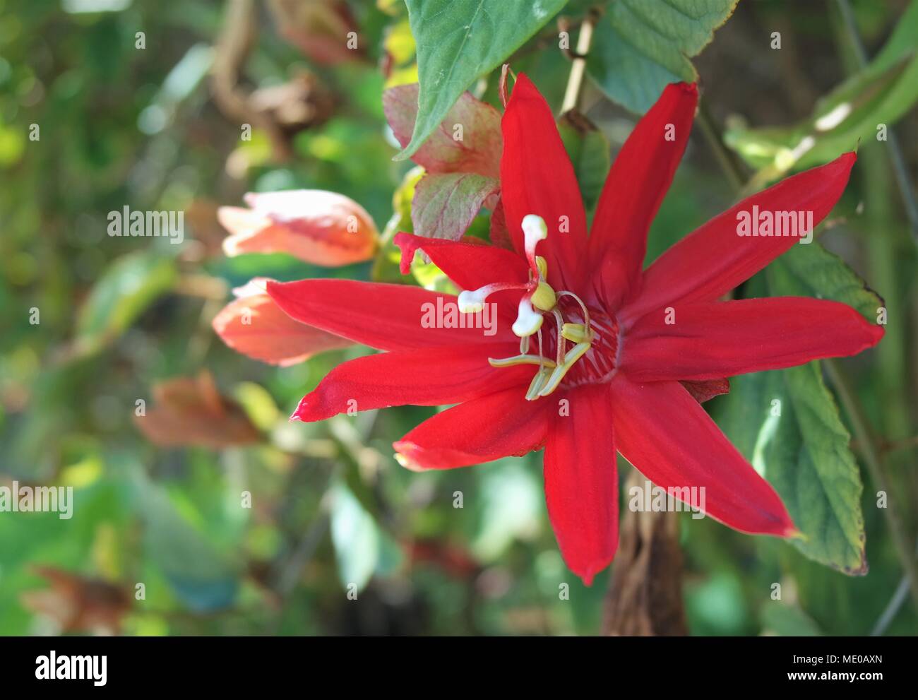 Luscious red flower of passion. Stock Photo