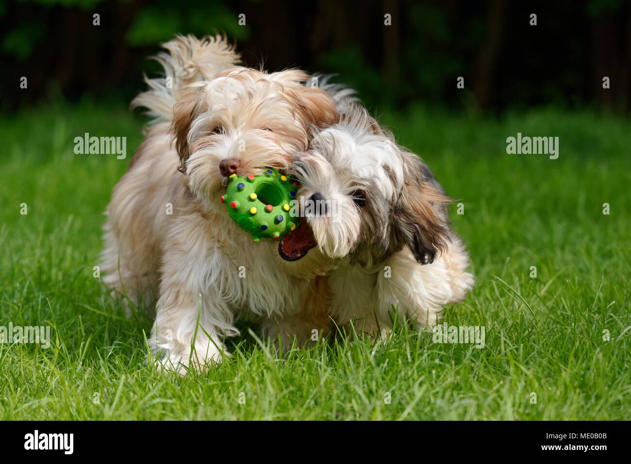 toy havanese
