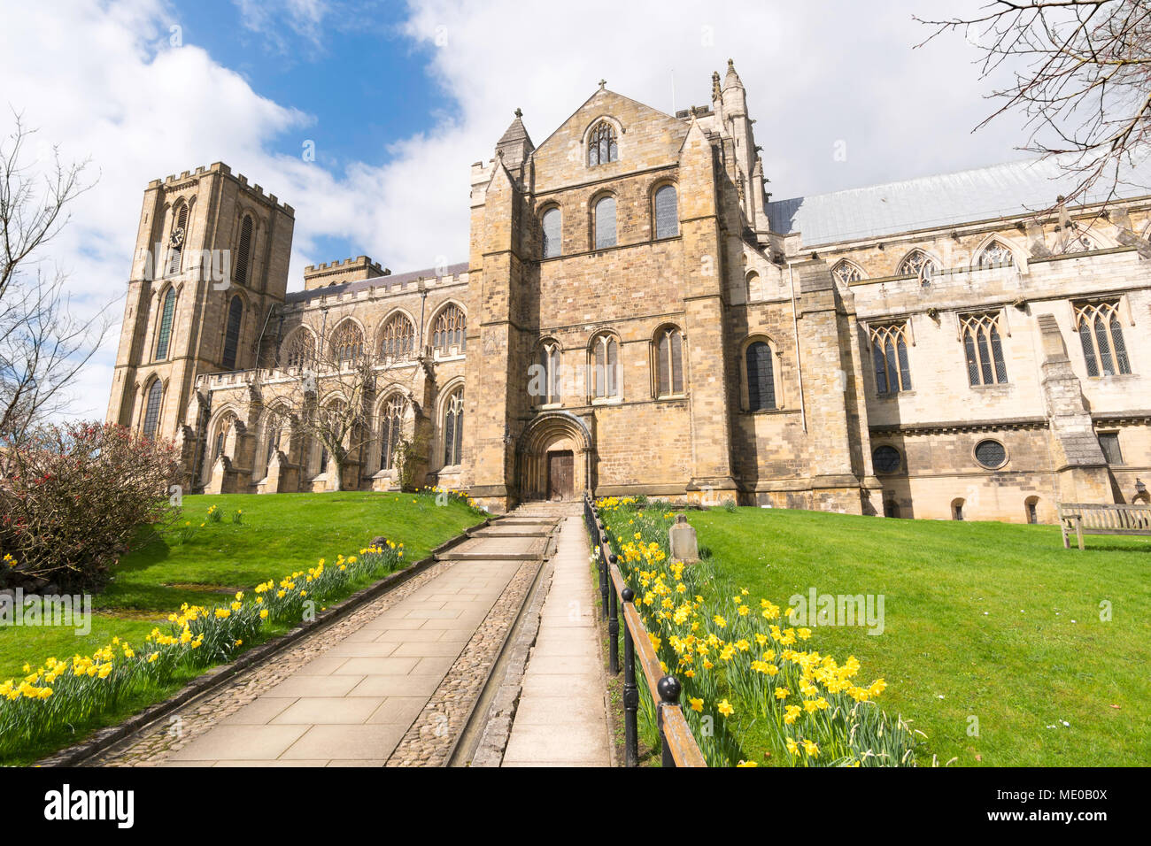 Daffodils in bloom outside the south facade of Ripon cathedral or Minster, Ripon, North Yorkshire, England, UKd Stock Photo