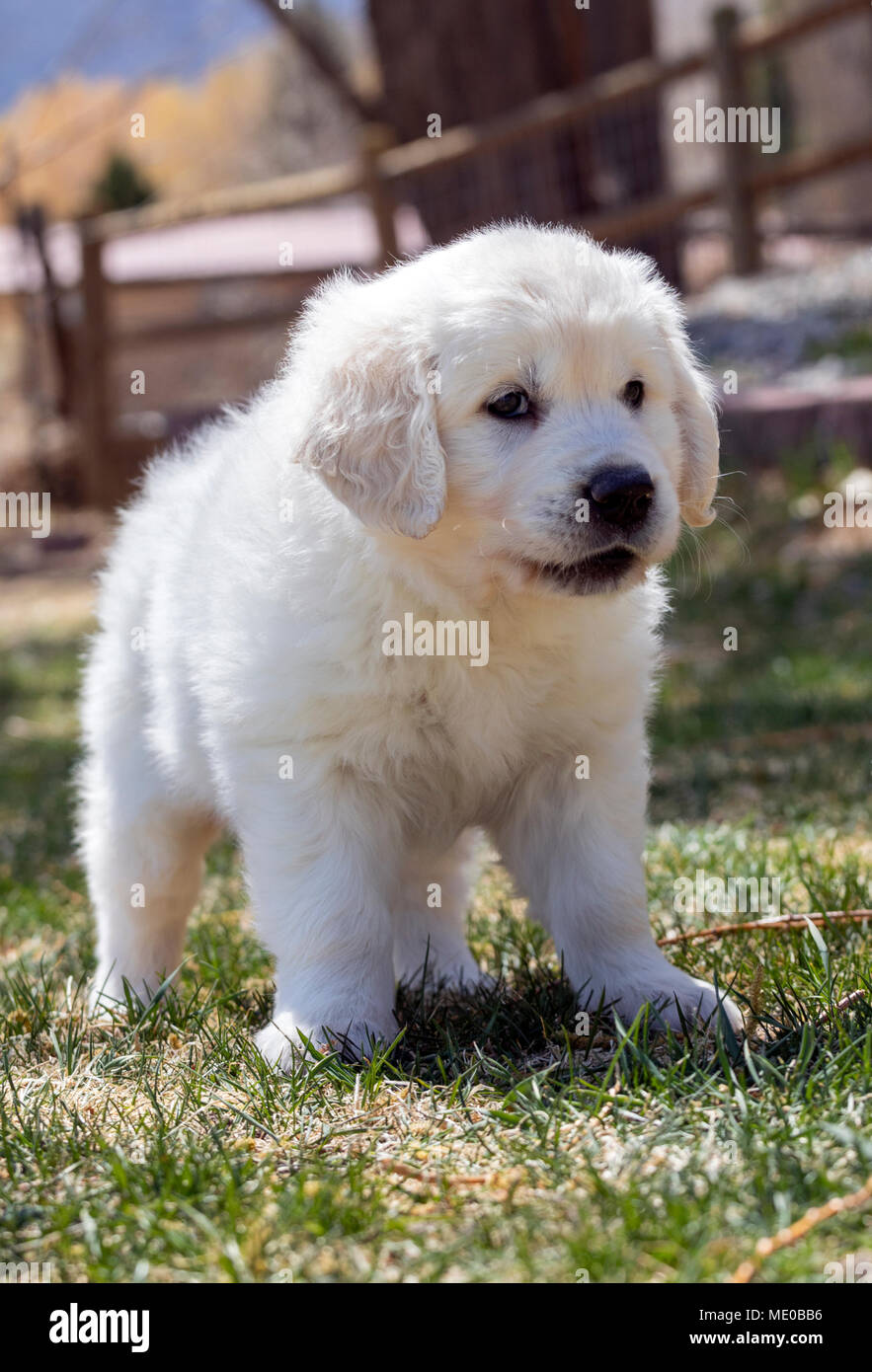 6 week old Platinum, or Cream colored Golden Retriever puppy Stock Photo